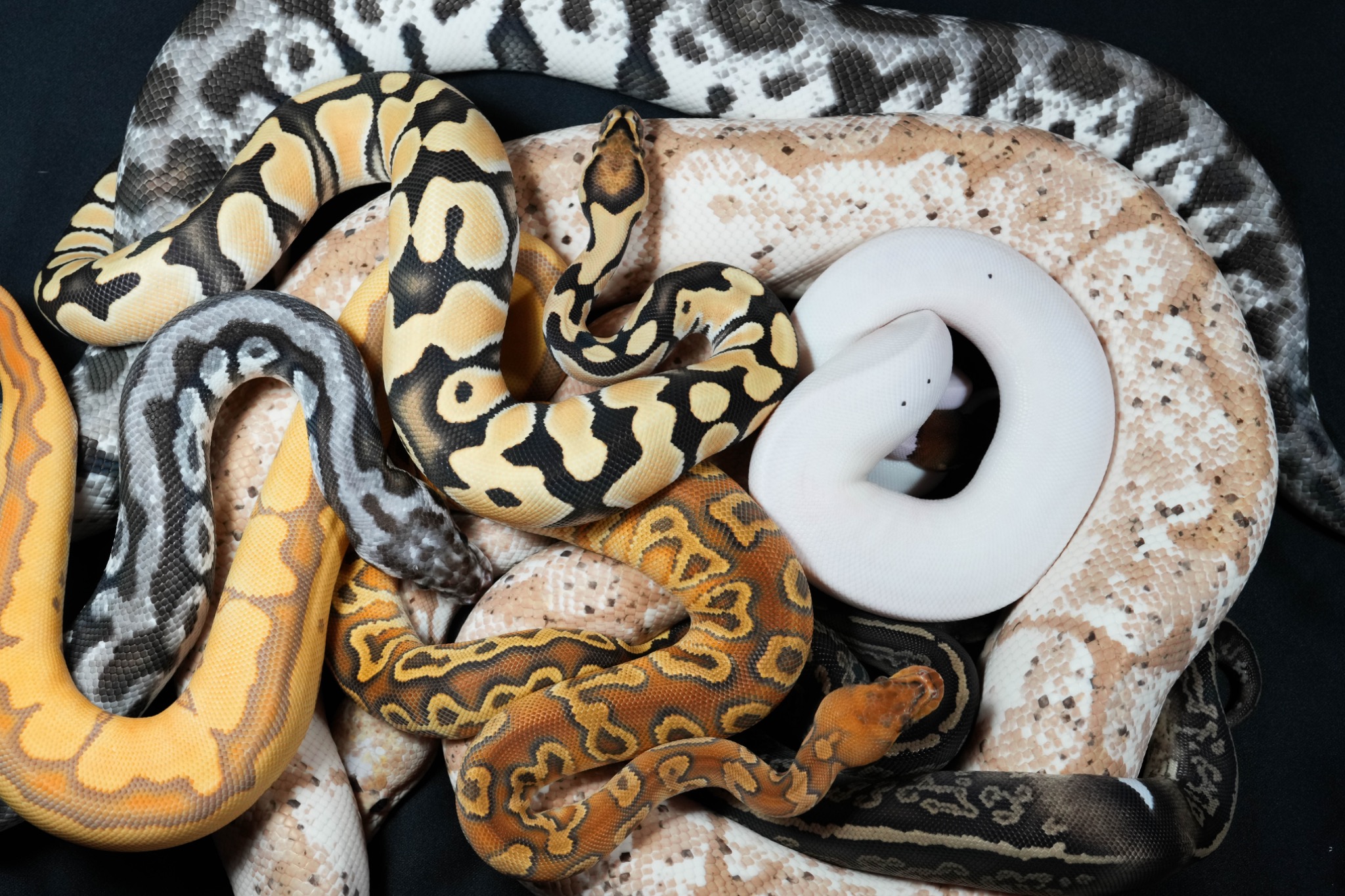 Ball Python